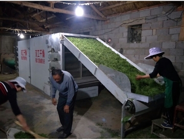 茶葉網帶烘干機